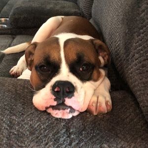 Meet your Posher, Joe